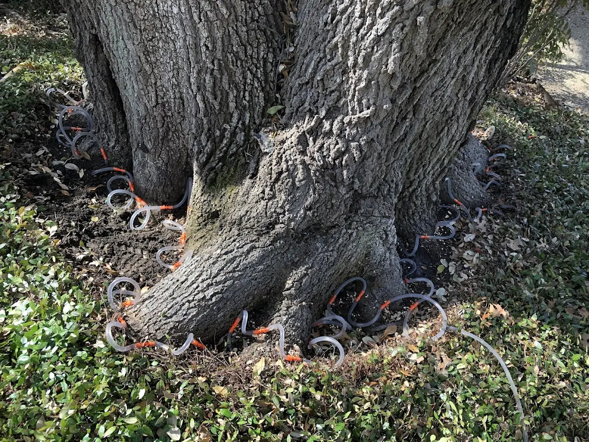 Detailed Tree Cabling and Bracing job site in Muleshoe