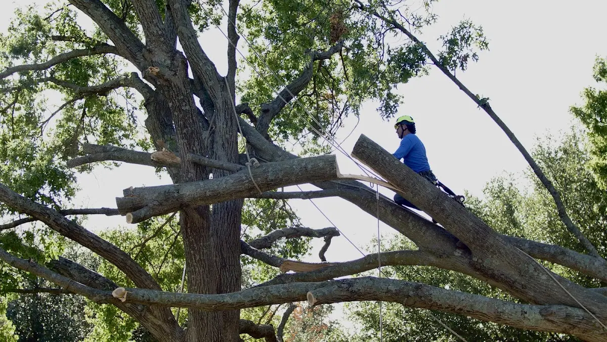Professional Hazardous Tree Removal performed by certified arborists in Muleshoe