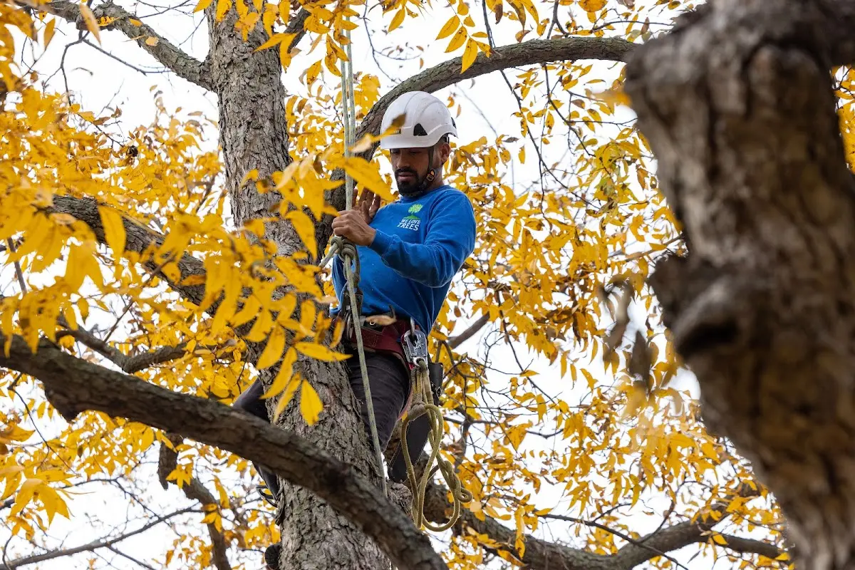 Skilled Tree Pruning crew working in Muleshoe